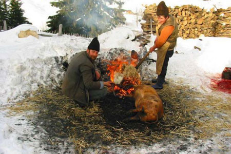 Parlit, spalat, transat, mancat. De Ignat, mii de porci sfarsesc sub cutit