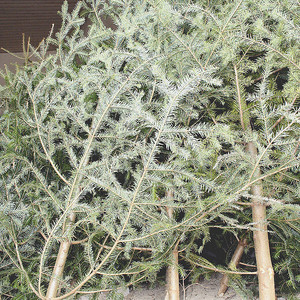 A inceput sezonul furtului de brazi in Cluj. Aproape 100 de brazi confiscati in doua zile