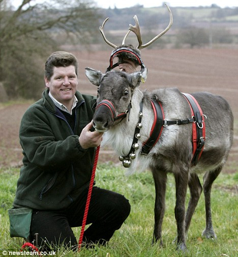 Mos Craciun i-a adus unui ren o peruca dotata cu coarne
