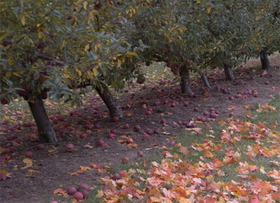 500 de meri din livada Statiunii de Cercetare pentru Pomicultura, la pamant