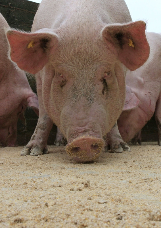 A fost mancat de porcii pe care trebuia sa ii taie de Craciun!