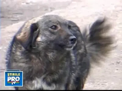 Ce facem cu maidanezii? Capitala are un singur adapost. Arhiplin