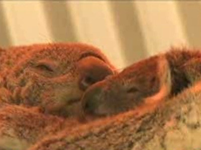 Un ursulet koala face senzatie in L.A!