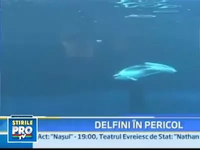 Totul pentru binele delfinilor!