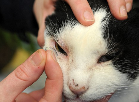 Noua vieti si patru ochi: o felina poarta lentile de contact!