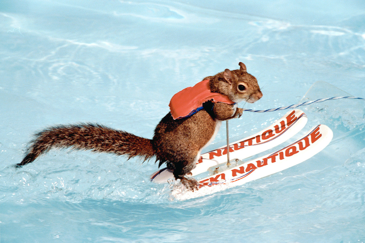 Veverita, maestra a schiului nautic. Cum cine? Twiggy!