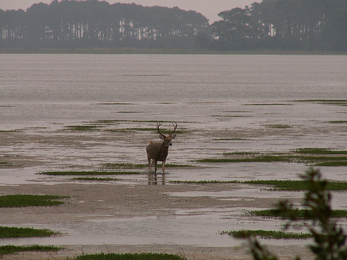 Pompierii din Bistrita, misiune delicata: au salvat caprioarele din rau