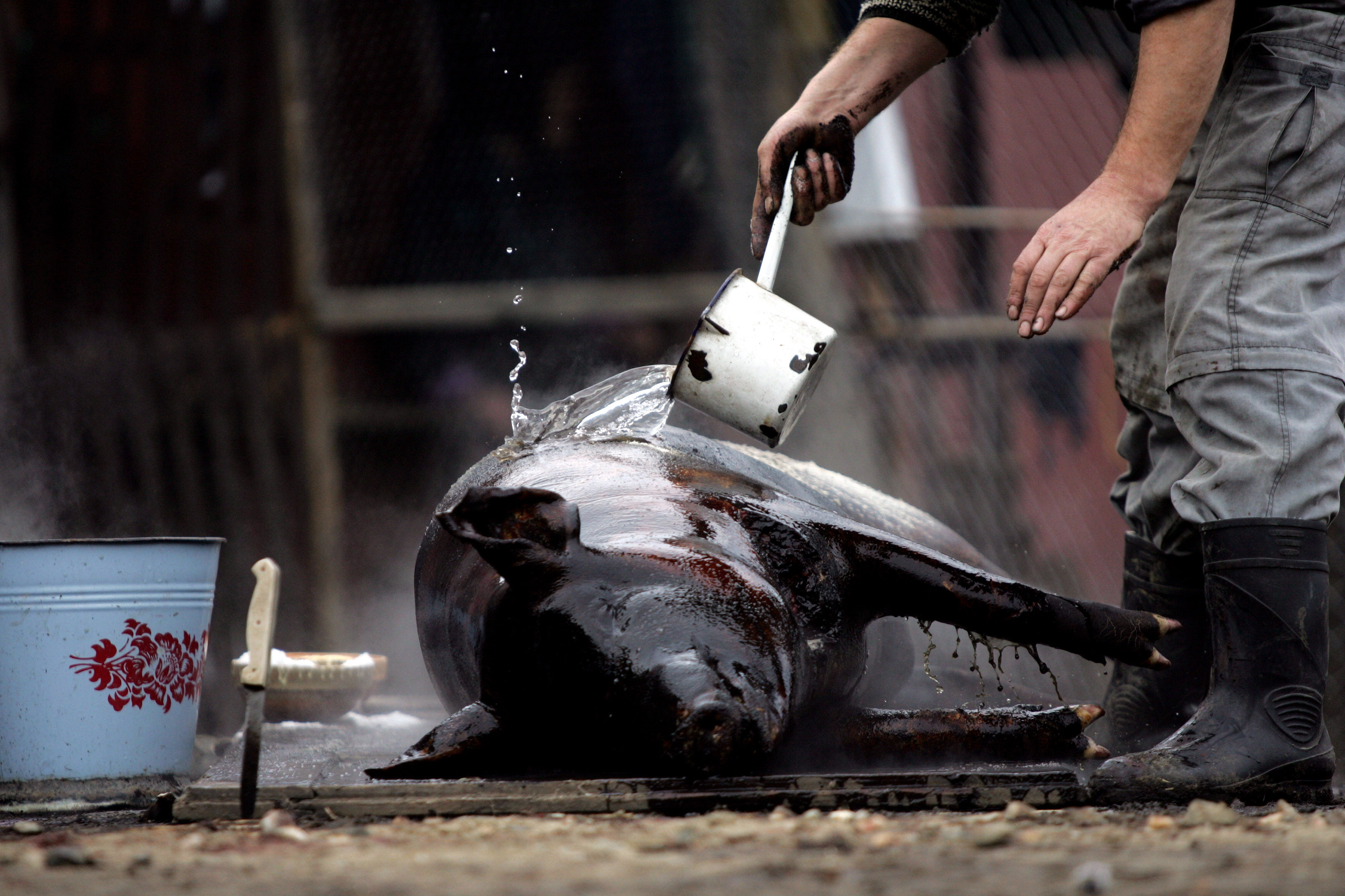 A murit inecat cu o bucata din carnea porcului abia taiat. Nu este primul caz in acest sat din Prahova
