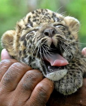 Un puiut de leopard traieste bine-mersi in casuta unui padurar