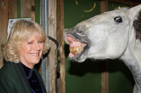 Camil(l)a si calul, fata in fata!