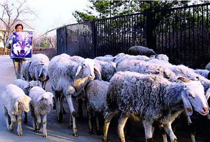 O poza cu un lup sperie oile din China!