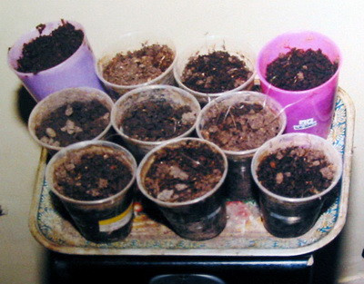 A fost arestat dupa ce a fost prins vanzand ciuperci halucinogene!