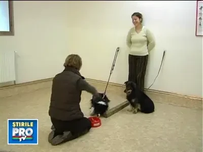 07cainifrustratibeta191208