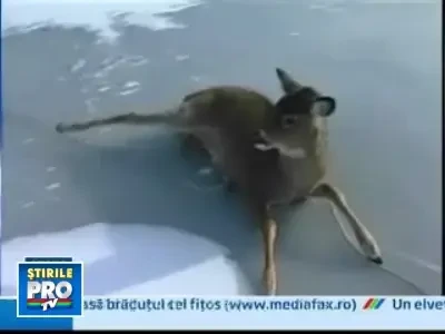O caprioara a fost salvata din mijlocul unui lac inghetat