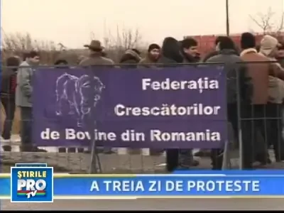 Lapte si oua, ingredientele secrete ale protestului crescatorilor de vite