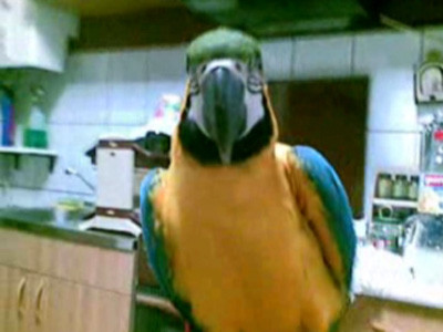 VIDEO. Cine-i papagalul acum? Doi hoti, pusi pe fuga, dupa ce au fost atacati de pasarea Charlie