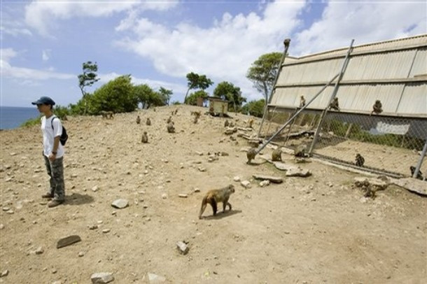 Macel la Puerto Rico! Autoritatile au decis sa extermine maimutele