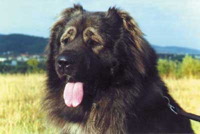 Concurs de frumusete in Capitala! Protagonistii: caini ciobanesti