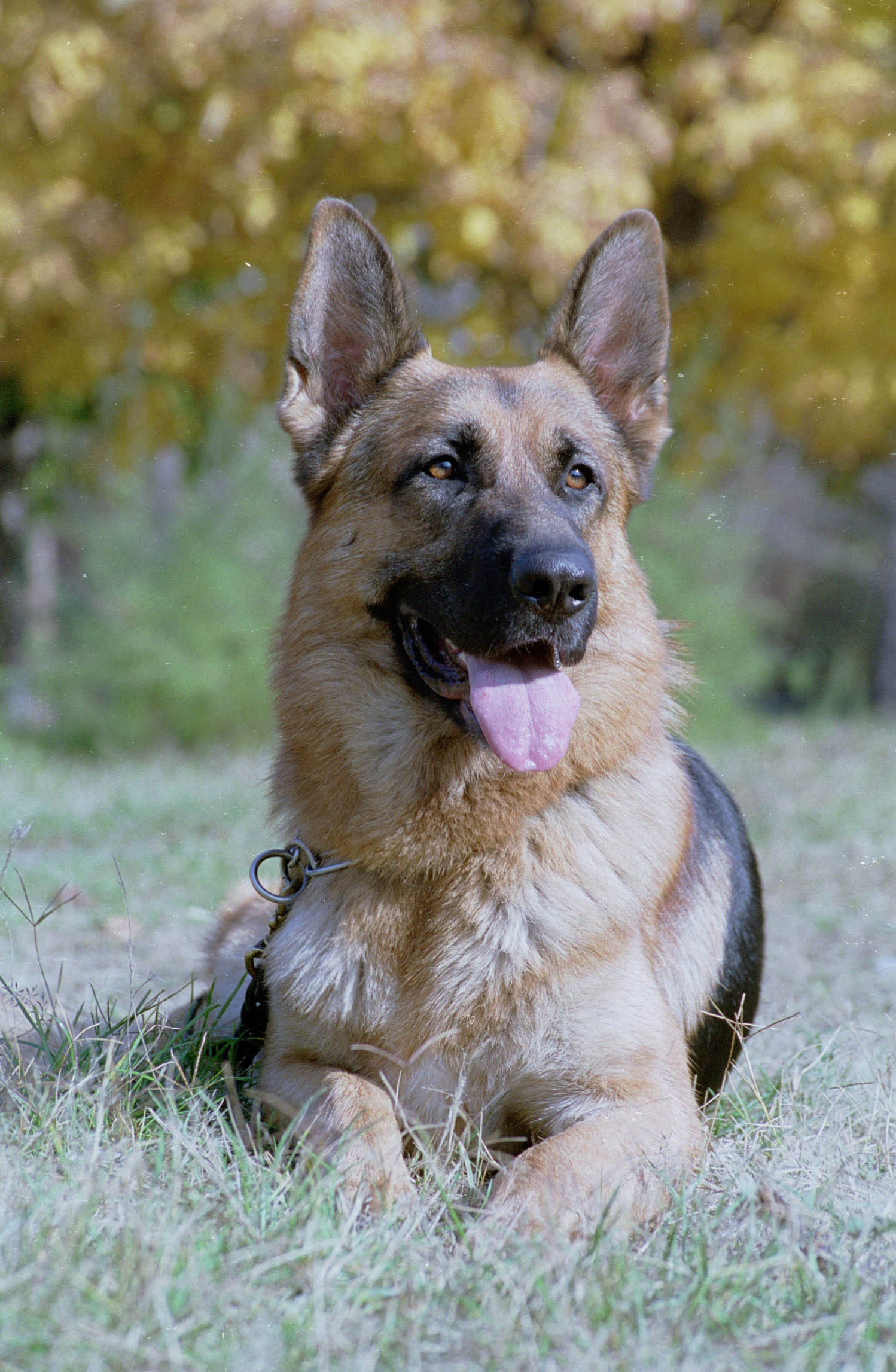 Dramatic! Copilul sfasiat de cainele lup risca sa ramana paralizat