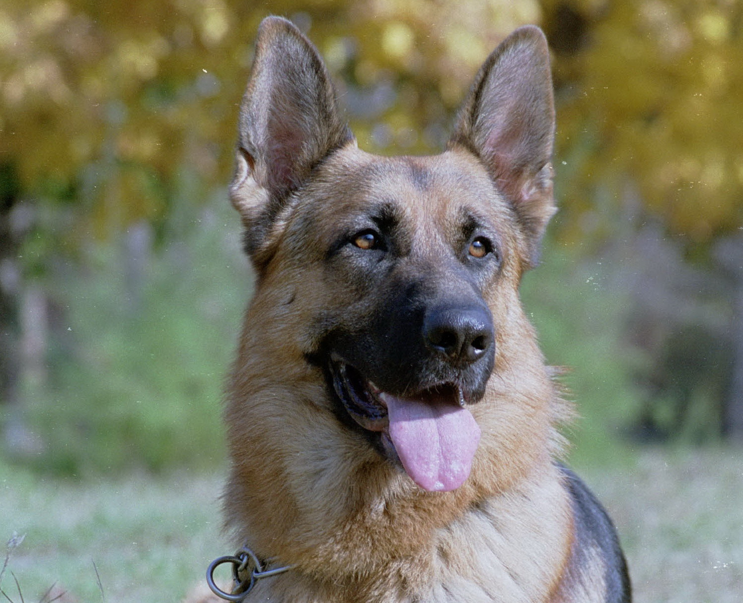 Demonstratii uimitoare de dresaj. Cei mai disciplinati prieteni au facut spectacol la Cluj-Napoca