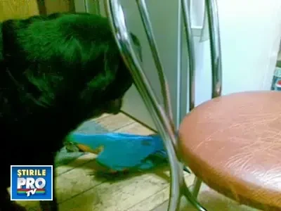 Cui i-e frica de papagalul colorat? Unui rotweiler