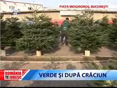 Romania te iubesc: Brazii smulsi din radacina, noul spirit al Craciunului?