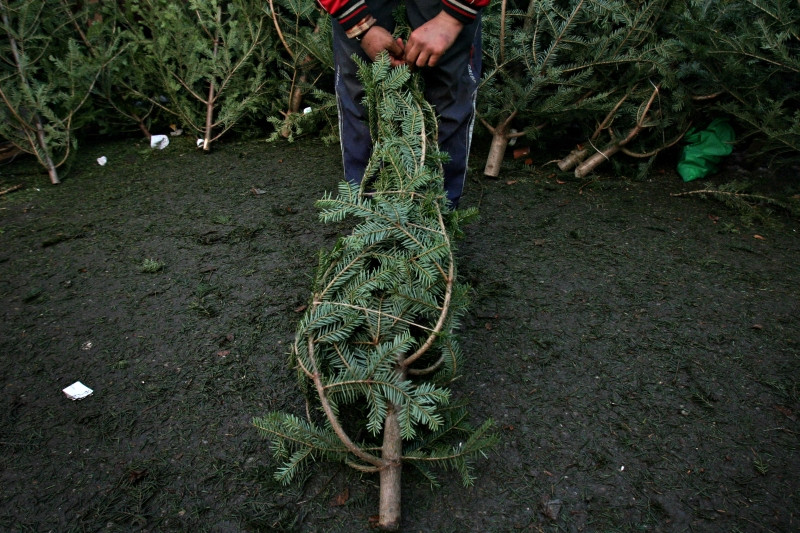 Pretul bradului, ales in functie de client! Vezi cum poti sa iesi in castig