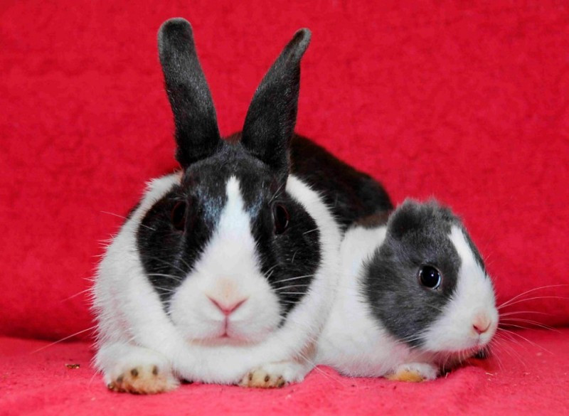 Ti-l prezint pe Vincent, iepurele fara urechi!