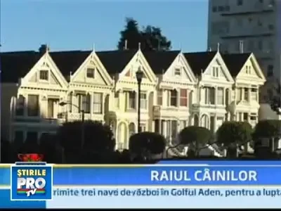 Raiul cainilor a coborat pe pamant!