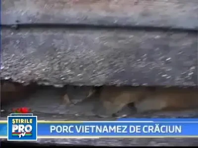 Porcul autohton Ghita, detronat de verii sai "ecologici" din Asia!