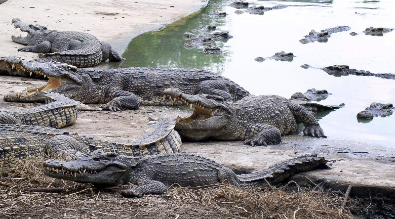 Aventuri incredibile in SUA: inconjurat de zeci de crocodili flamanzi!VIDEO