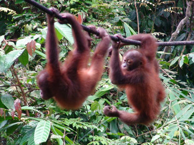 Urangutanul la banane se cunoaste!