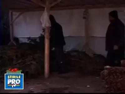 De teama ca raman cu brazii, vanzatorii au scazut pretul si de zece ori!