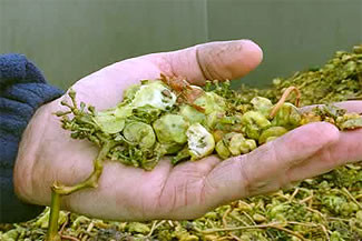 Recolta de vin cu soi! Boabele, culese doar inghetate