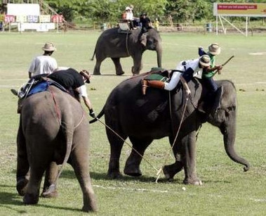 Nu cramponul i-a ajutat, ci trompa! Elefantii, campioni la lovirea mingii