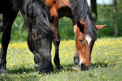 Caii pursange, din nou la mare cautare. Romanii care au grija de ei, platiti regeste in Orient