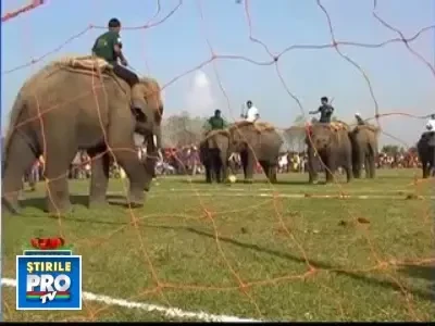 Nu cramponul i-a ajutat, ci trompa! Elefantii, campioni la lovirea mingii