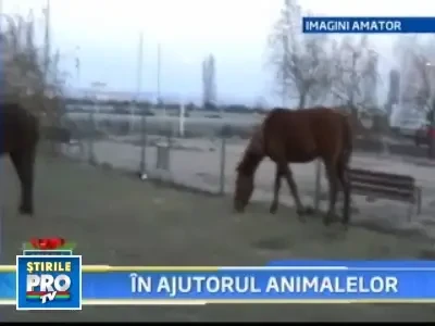 Final de an fericit pentru doi cai abandonati!