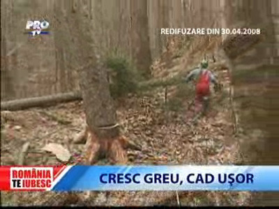 Romania, te iubesc: Arborii cresc greu, dar cad usor