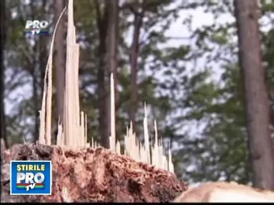 Romania, te iubesc! Drumul lemnului