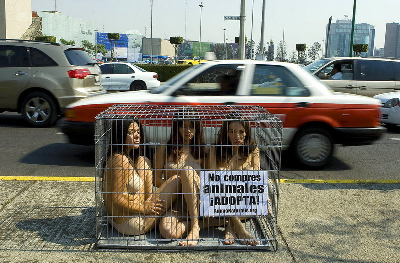 Protest in lenjerie intima in mijlocul orasului! Doar pentru animale