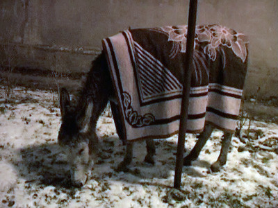 Magarusul Ionica si puiul ei vor trai fericiti, pana la adanci batraneti!