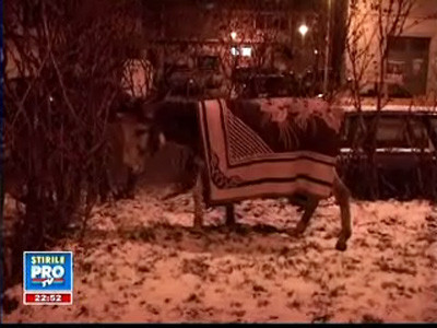 Magarusa abandonata in Constanta a disparut!