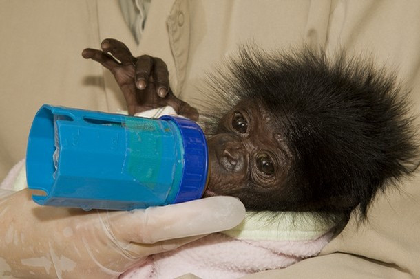 Paturi si ceai fierbinte, pentru maimutele de la gradina zoologica din Roma