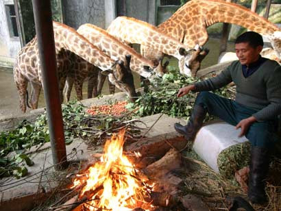 Ati mai vazut girafe care sa se incalzeasca in jurul focului?