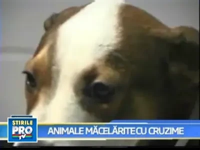 Animale macelarite, gasite de oamenii legii in SUA