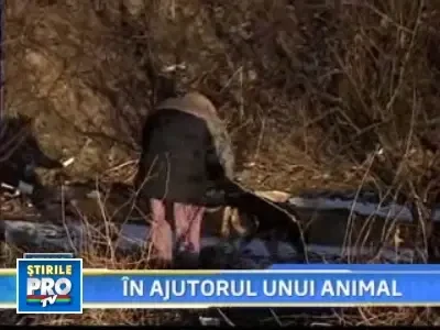 Magarusa abandonata in Constanta a disparut!