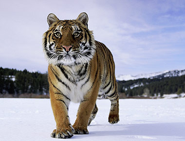 Gerul le este cel mai bun prieten. Vorbim despre tigrii siberieni de la zoo