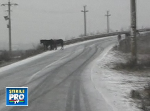 Cai lasati liberi, pe un pod care traverseaza Autostrada Soarelui!