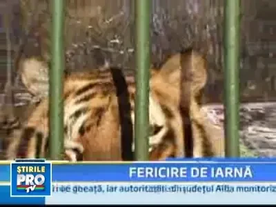 Gerul le este cel mai bun prieten. Vorbim despre tigrii siberieni de la zoo